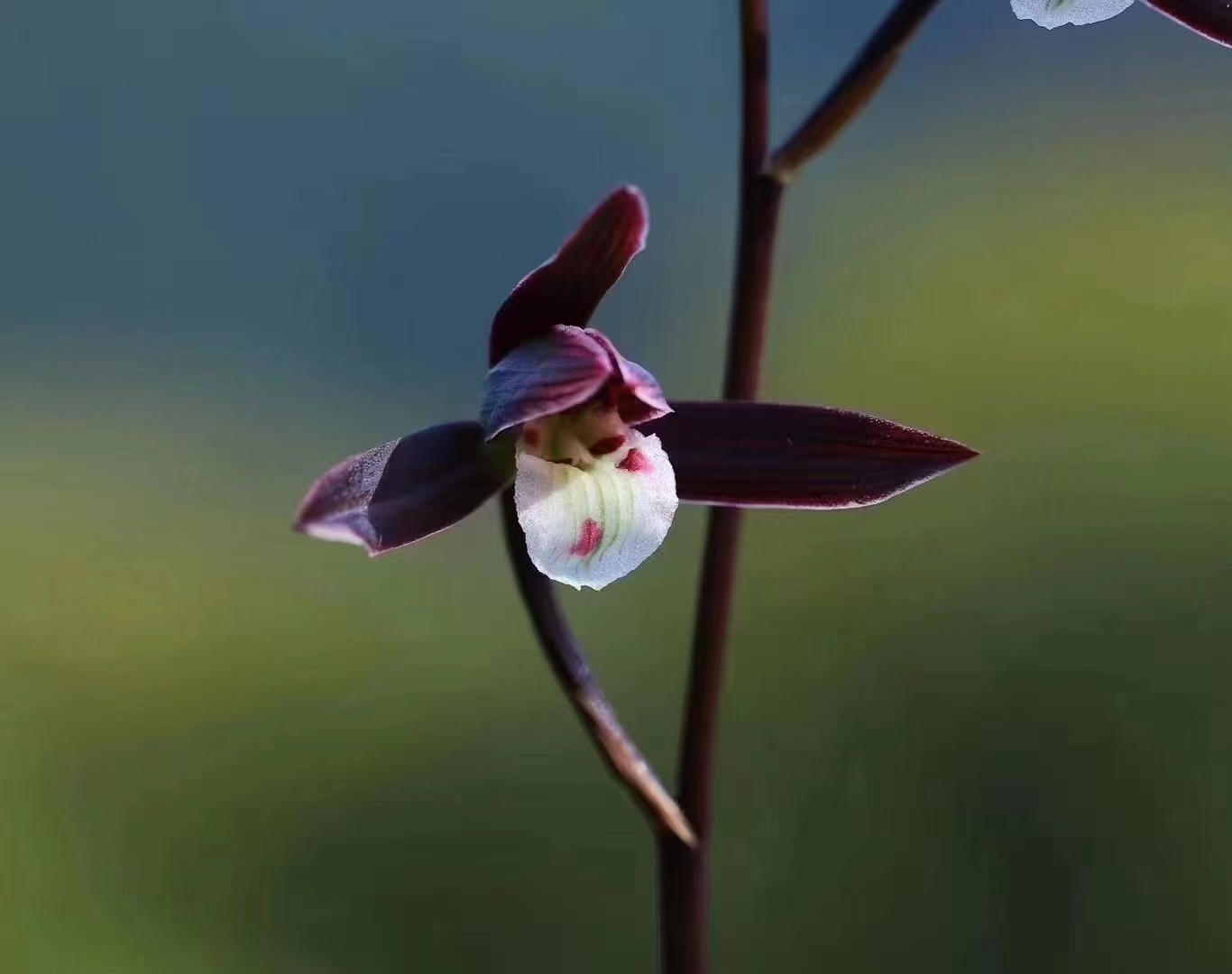 福袋送兰花