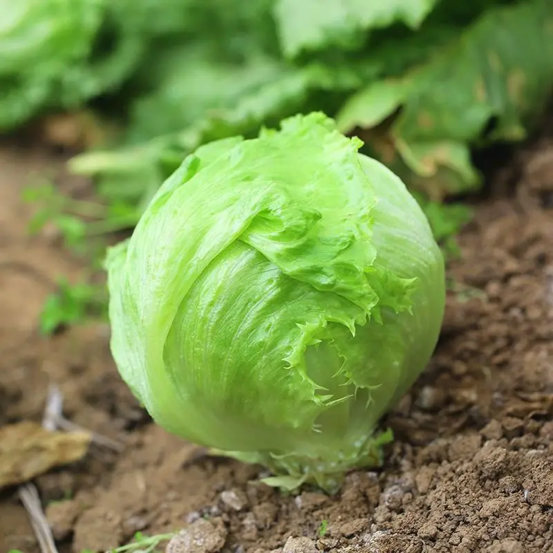 结球生菜甜脆汉堡生菜种子脆嫩爽口生吃生菜种籽盆栽四季四季高产