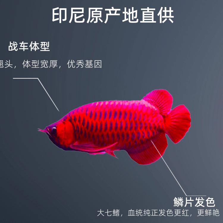 纯红龙活体鱼热带鱼绿皮辣椒红龙鱼