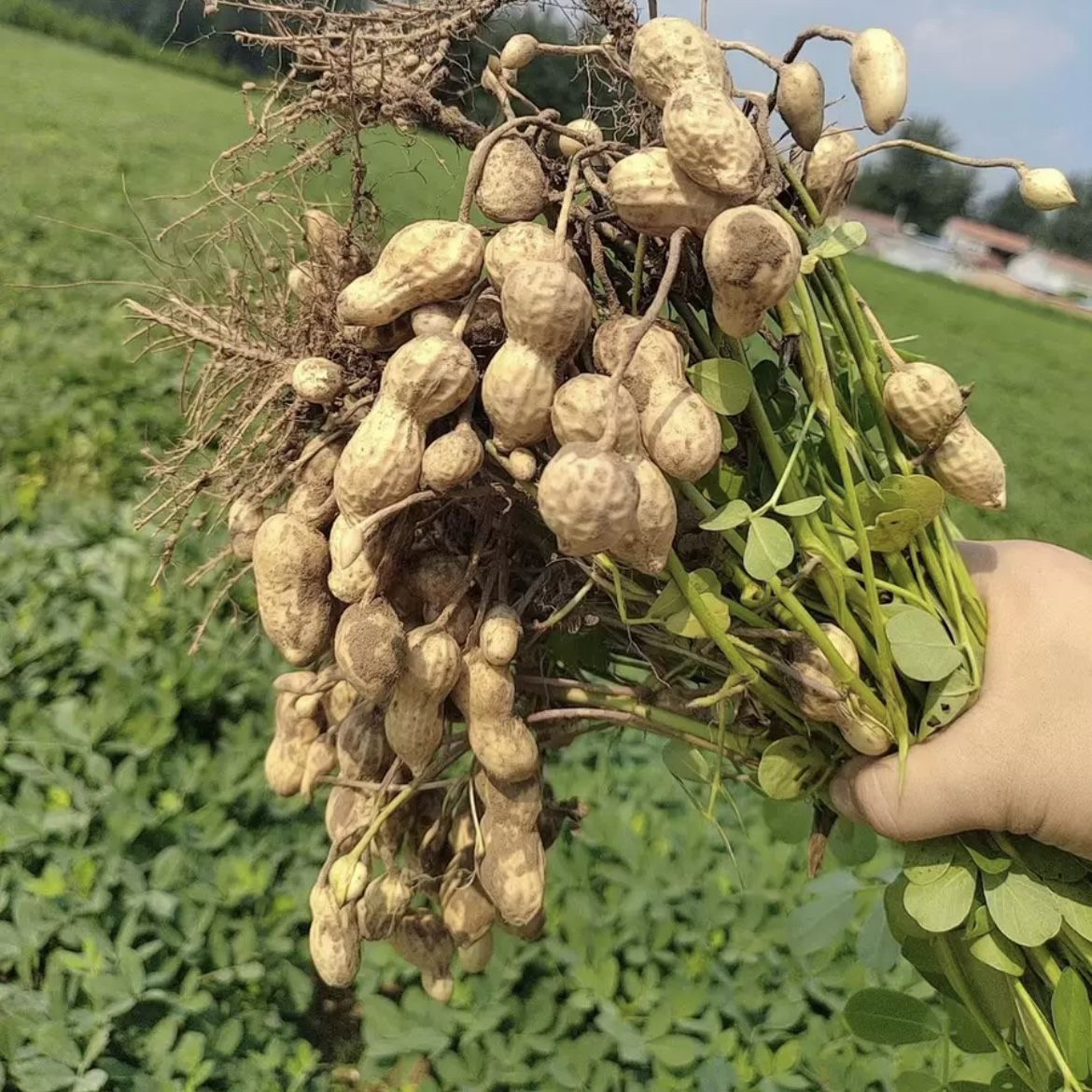 农家新鲜现挖生生可煮食可送朋友