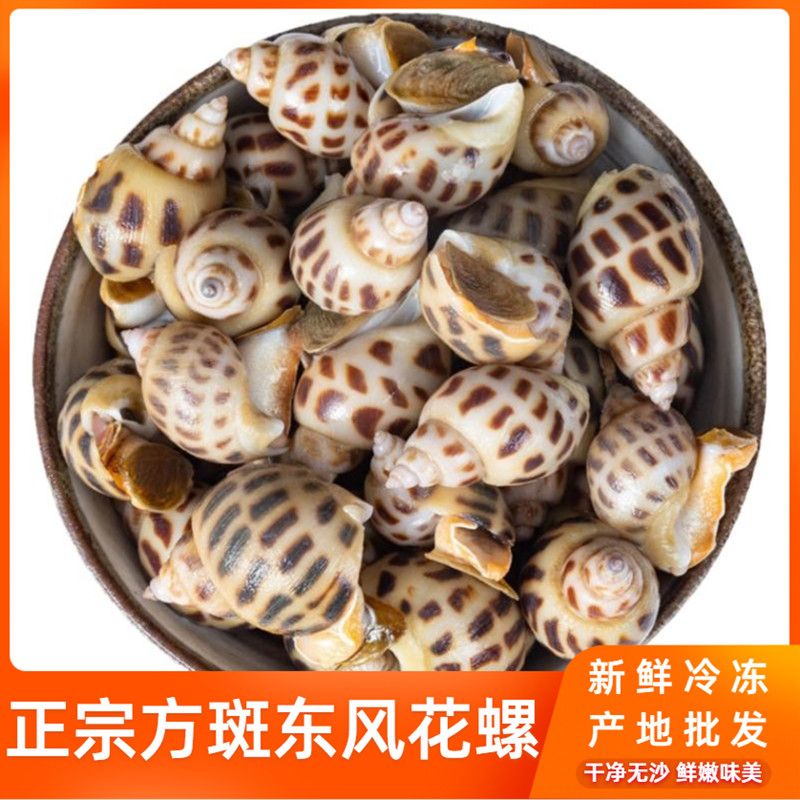 【艳艳海鲜】新鲜正宗东风方斑花螺大海螺鲜活速冻香螺海鲜贝类3斤