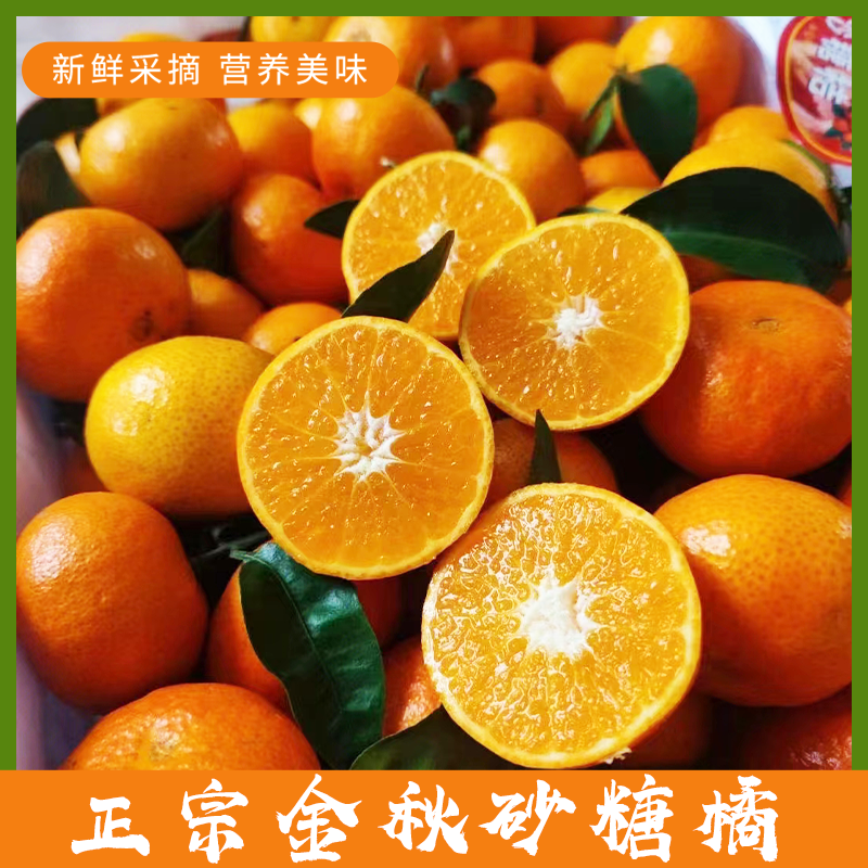 金秋砂糖橘橘子汁多水甜果肉饱满一口一个蕴含丰富营养