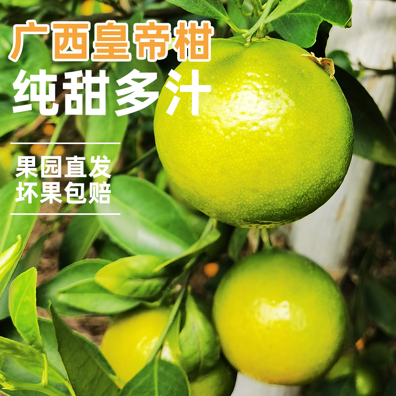 广西正宗武鸣皇帝柑贡柑新鲜应季现摘现发精选贡品大果薄皮橘桔子