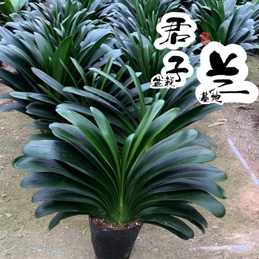 君子兰大棵原盆老苗君子兰开花盆栽吸甲醛净化空气客厅办公室植物