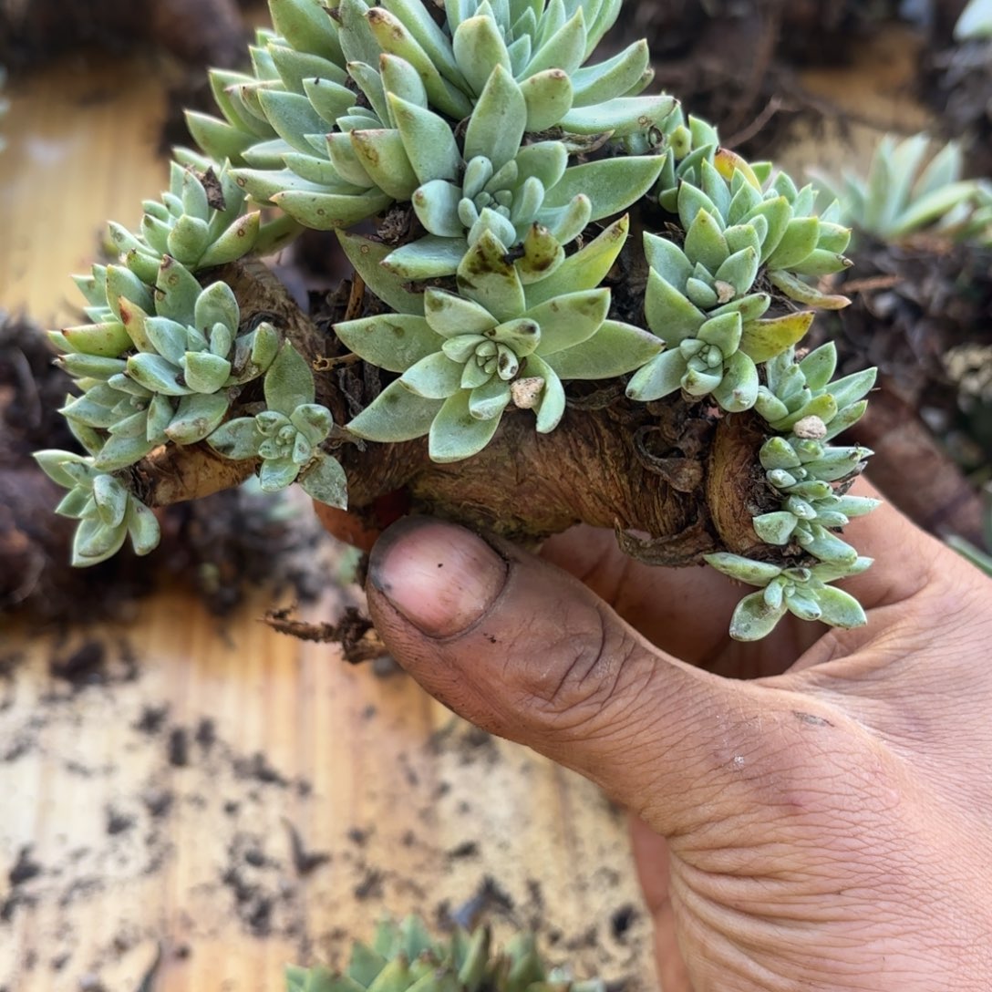 @****仙女杯多肉植物盆栽