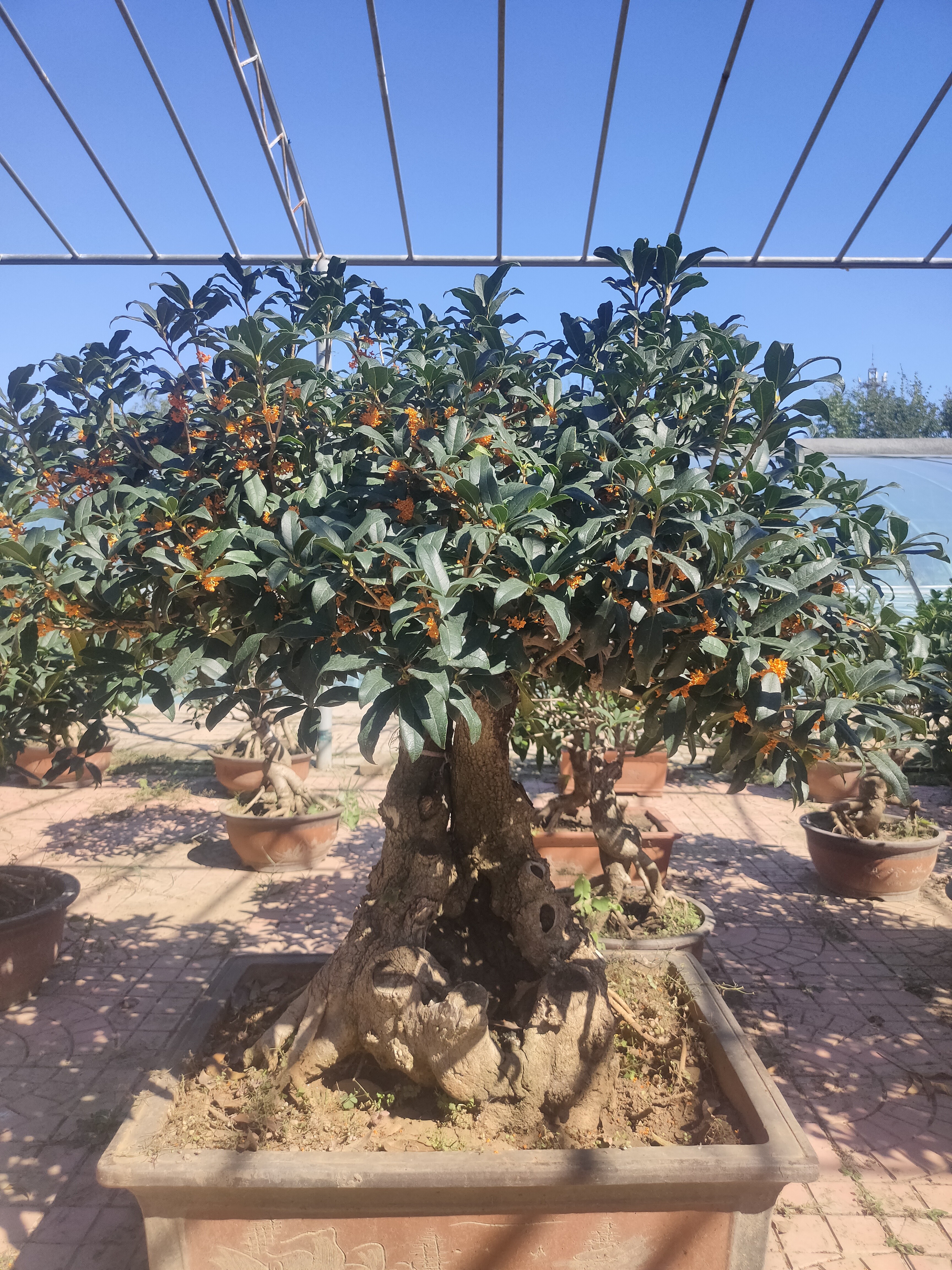 桂花盆景老桩造型桂花