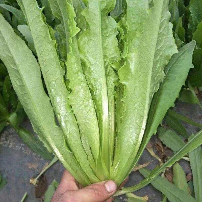 油麦菜种植套餐技术方案