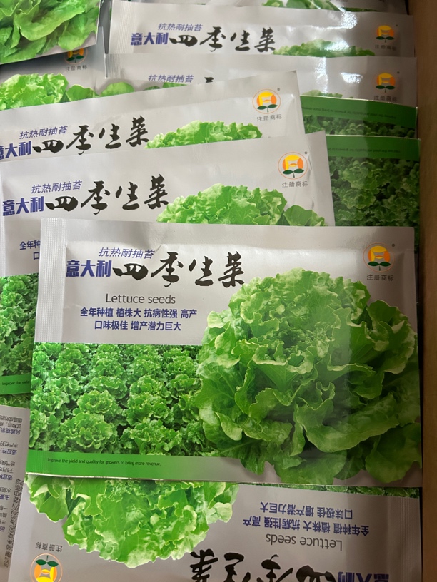 意大利四季生菜 颗型好 品质好 产量高 抗病性好高产