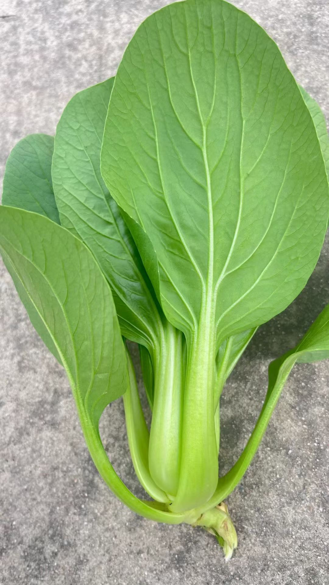 福星800 耐寒 特抗病 特高产  颗型直立 杆叶浓绿