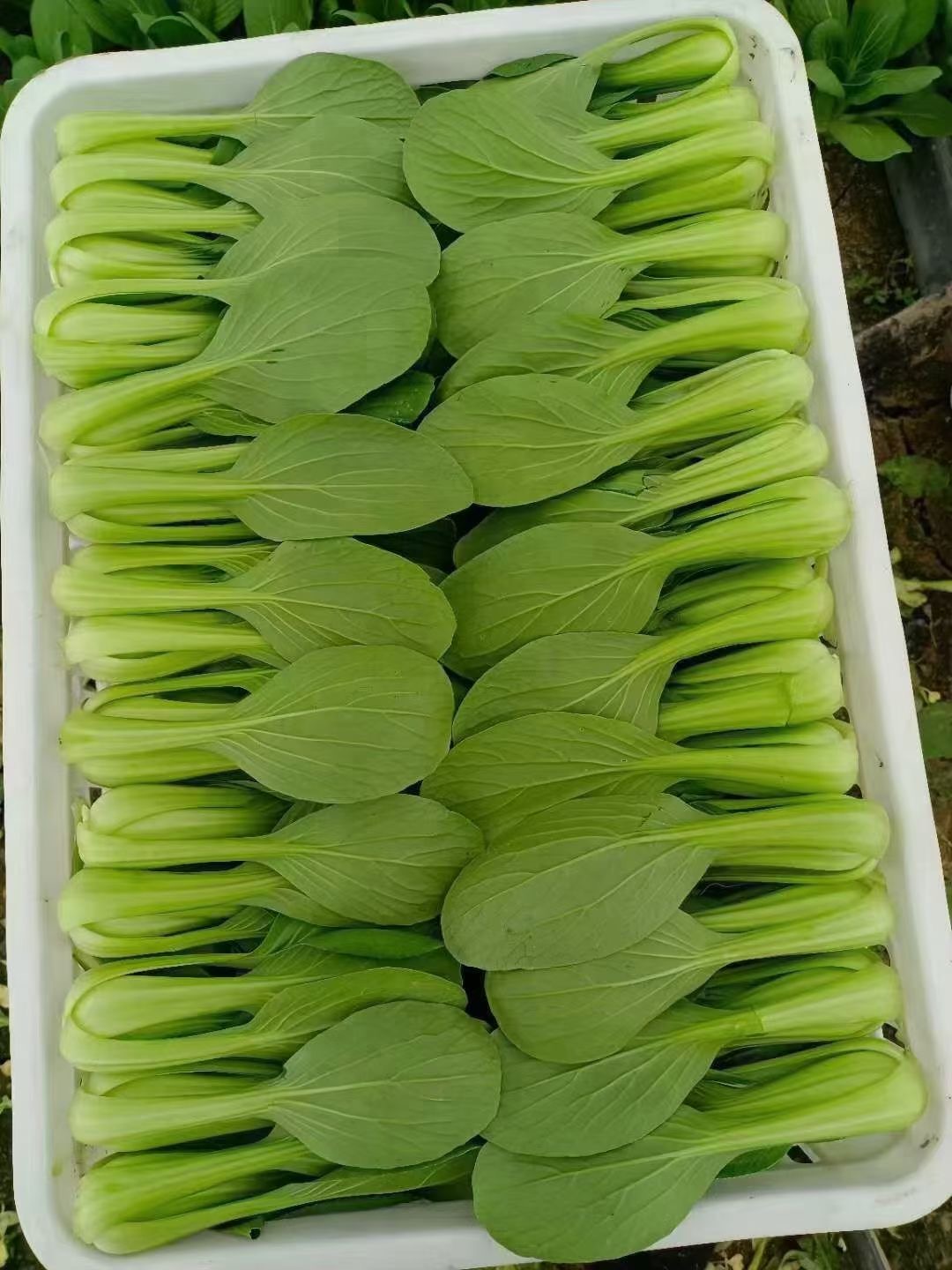 青梗菜上海青合辑青杆青叶耐热耐烧心耐湿抗病