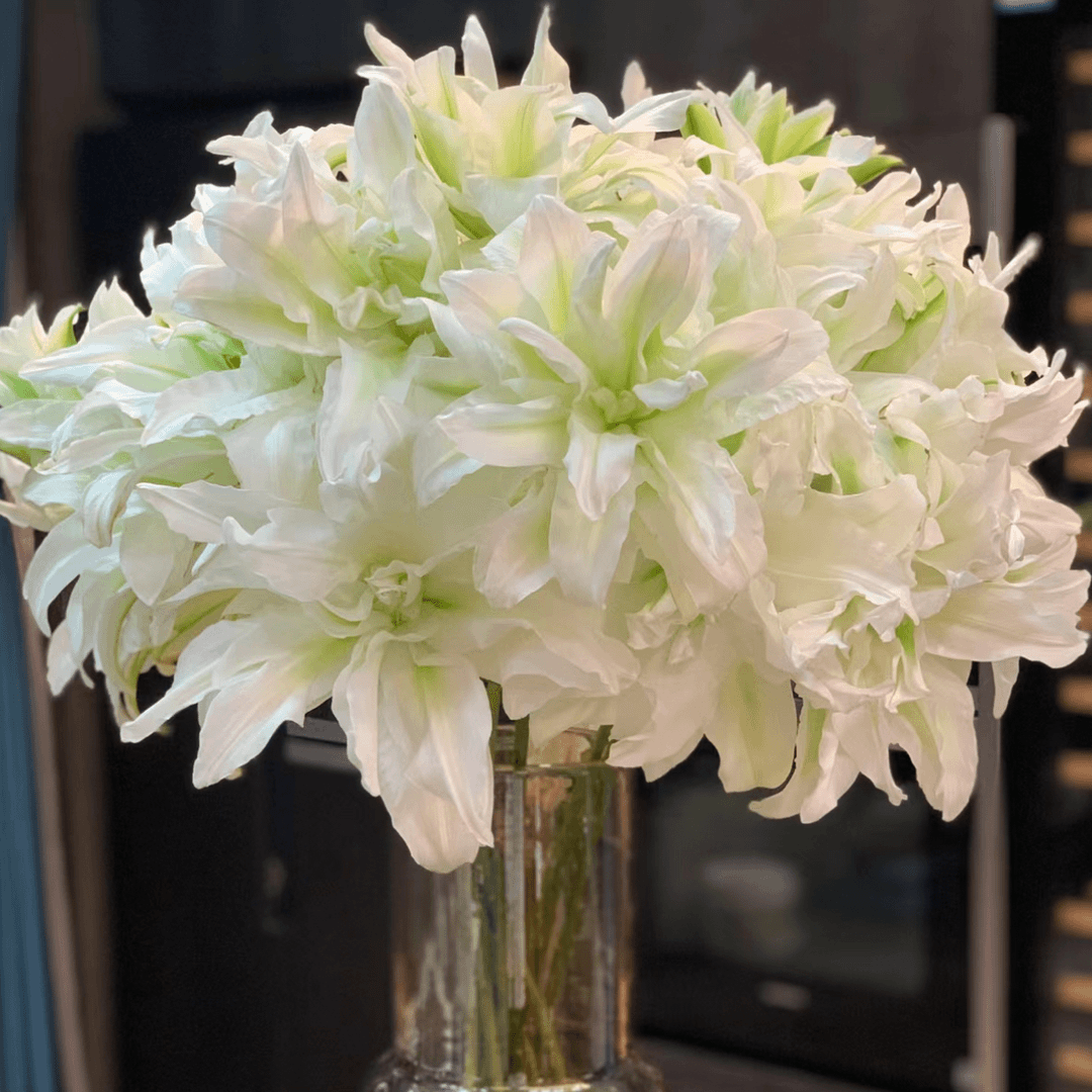 秋百合1颗进口【艾莎】24+百合树 庭院阳台重瓣香水百合花球