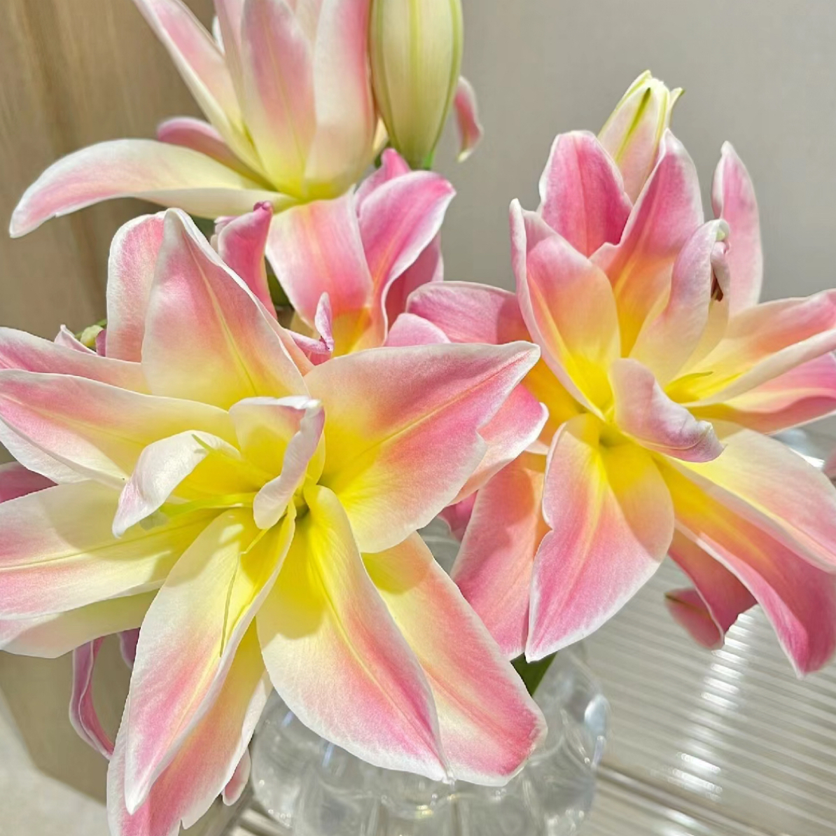 秋百合1颗进口【彩虹糖】14/16 庭院阳台重瓣香水百合花球