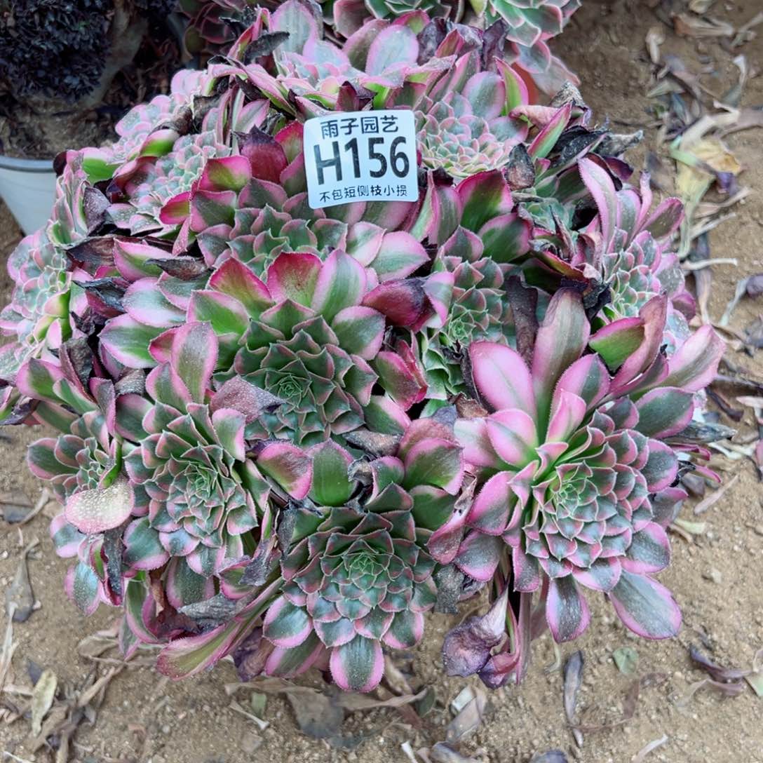 156雨子法师多肉当年桩天河