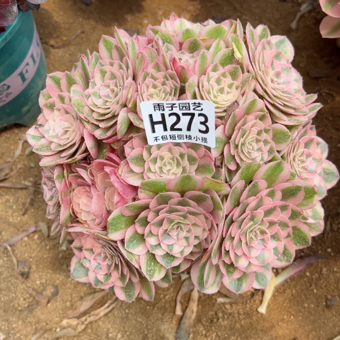 273雨子法师多肉当年桩倾城