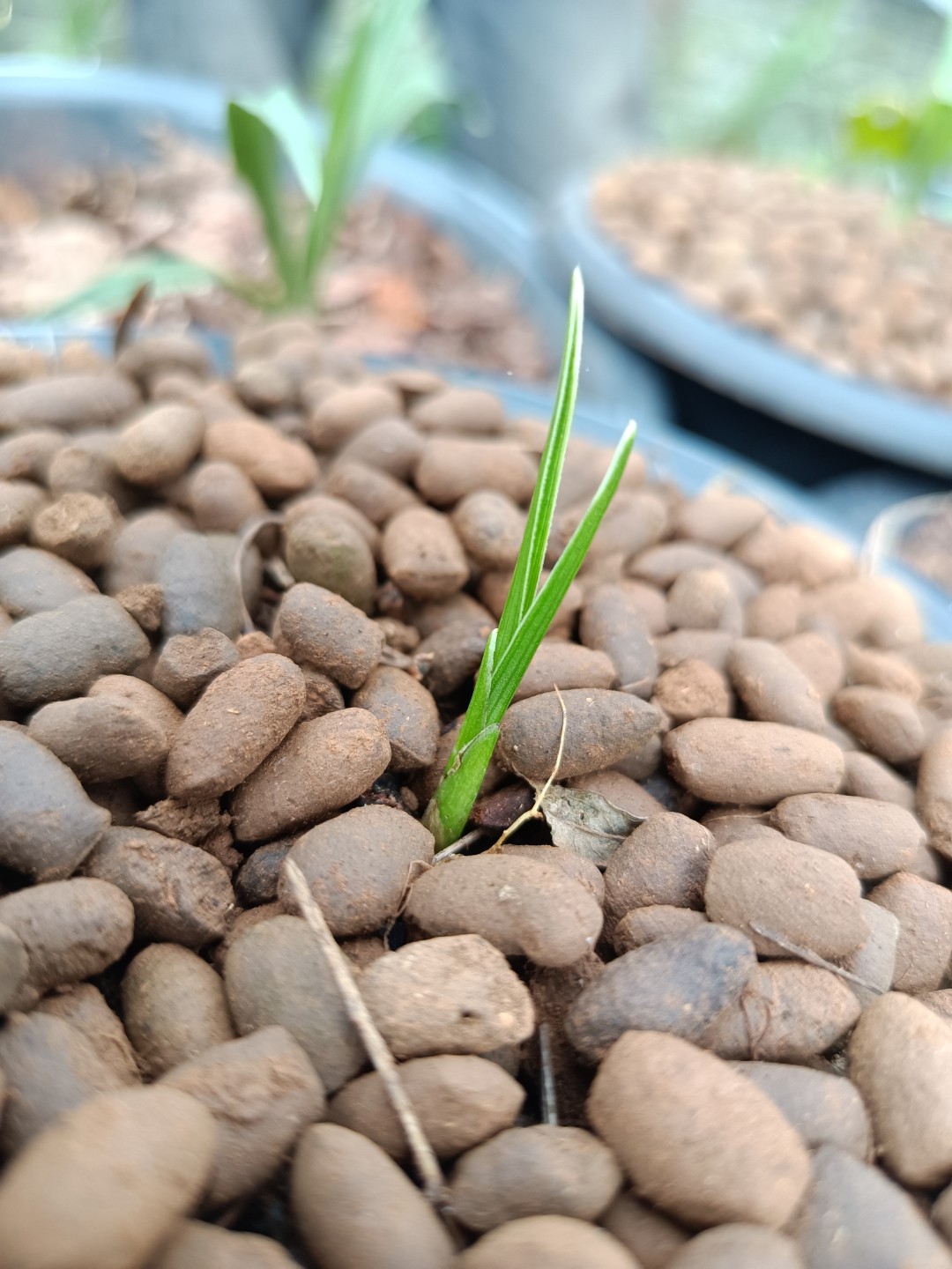 兰花小艺草带标志