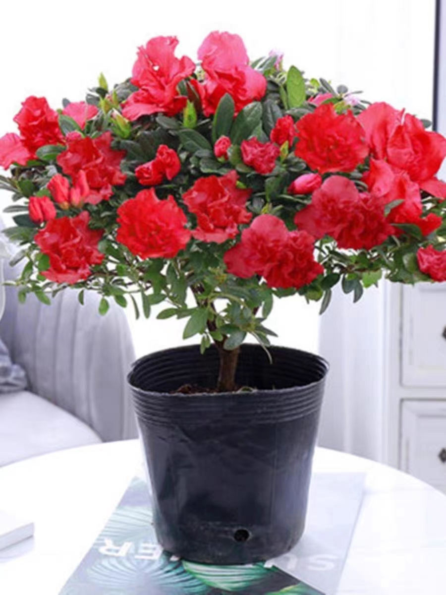 杜鹃花一年四季开花吸二手烟释放氧气（本地自取）外地不包邮）换土