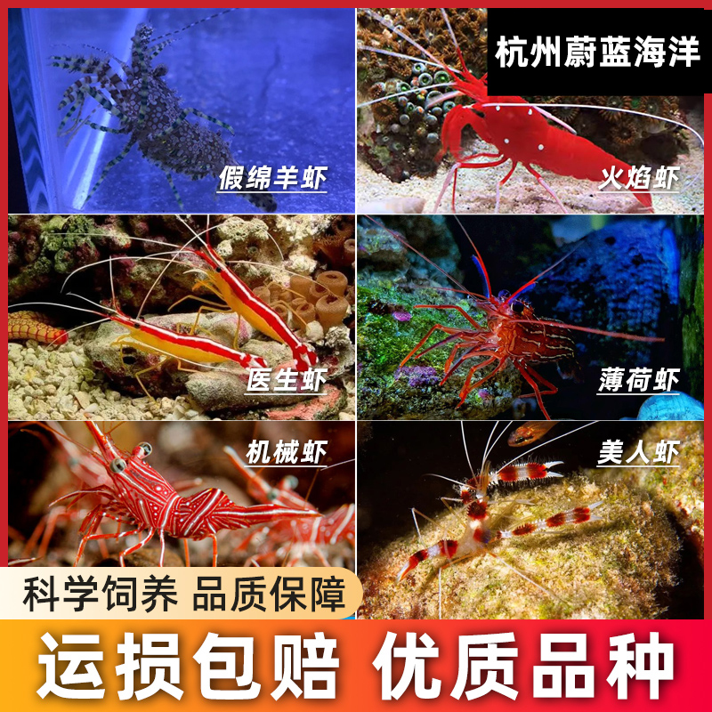 虾蟹类医生虾火焰虾清洁虾假绵羊虾美人虾西非星