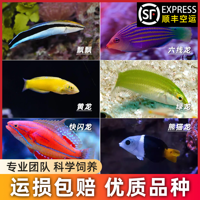 海水鱼水族熊猫龙黄龙绿龙六线龙快闪龙飘飘活体观赏鱼