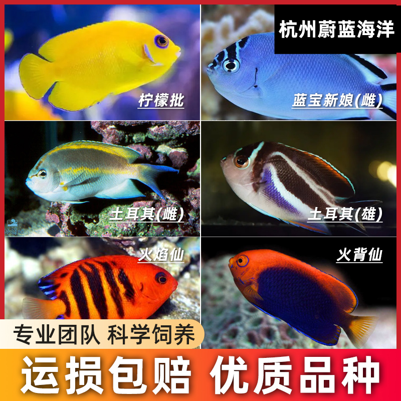 神仙鱼篮圈火焰仙红蓝闪电石美人火背仙柠檬批海水鱼大仙