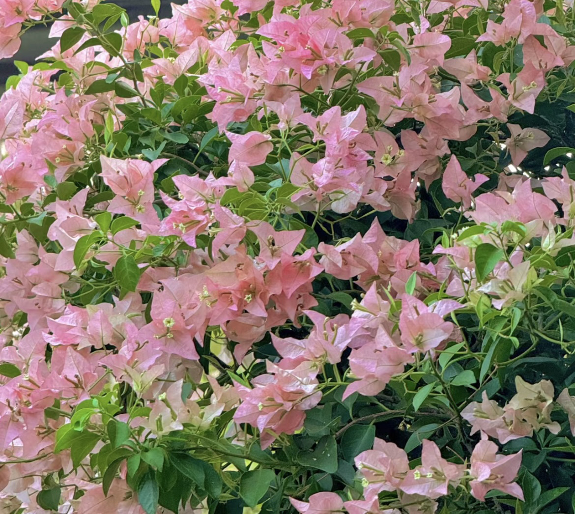 卡亚塔—三角梅盆栽带花苞耐寒耐热四季开花南北方可种植庭院阳台 