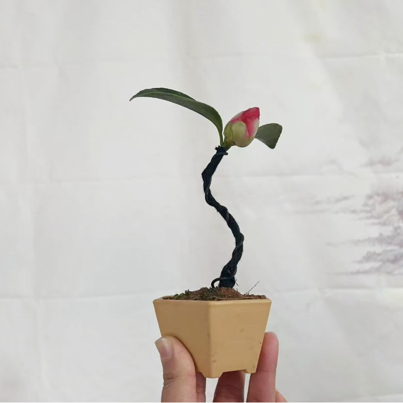 茶花盆栽盆景五色赤丹带原土造型四季香妃树苗山茶花盆景室内微型