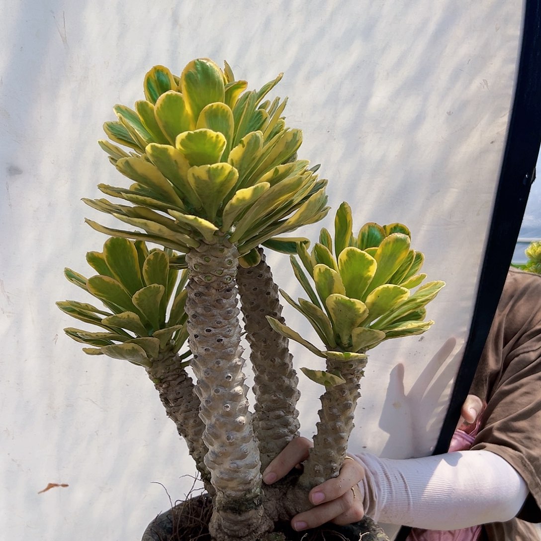 沉***达7155扇贝麒麟锦