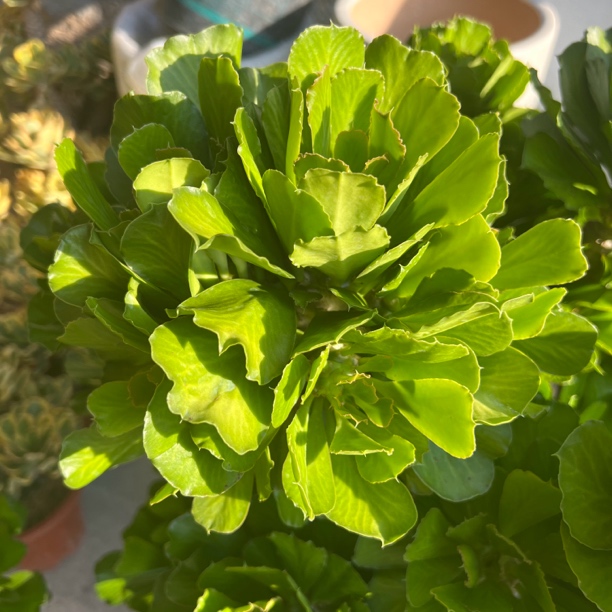 香香家扇贝信麒麟四季常青绿夏种沙漠多肉植物散群盆栽造景老桩