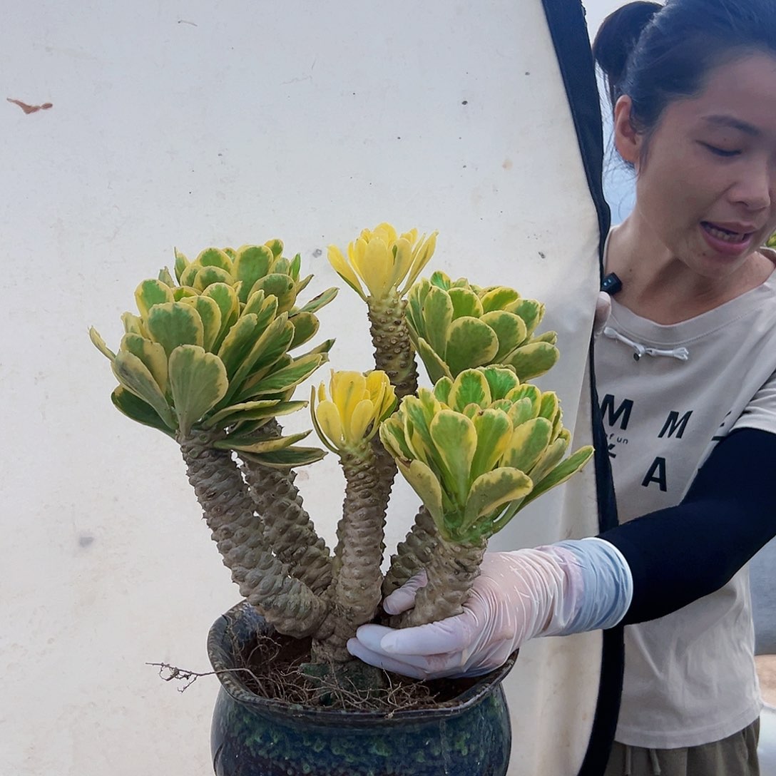 郑2298扇贝麒麟锦一物一拍多肉植物