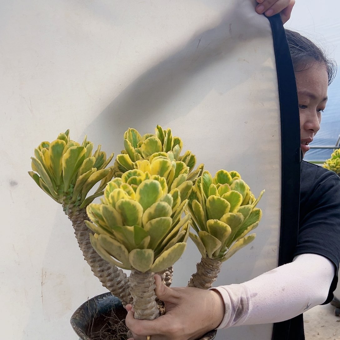 遗***好0227扇贝麒麟锦多肉植物一物一拍