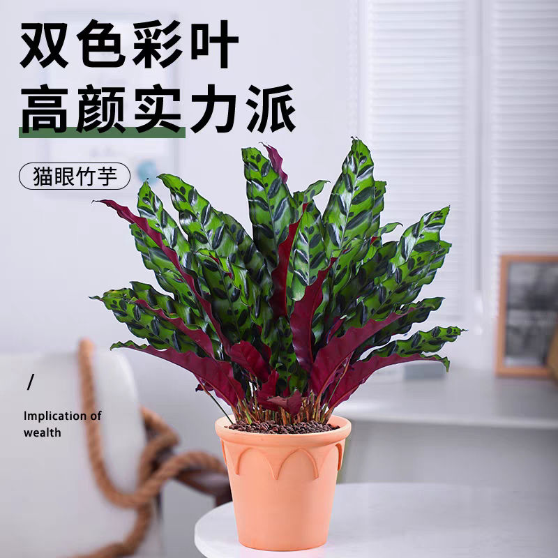猫眼竹芋盆栽豹纹竹芋植物四季常青桌面盆栽室内好养易活观叶植物