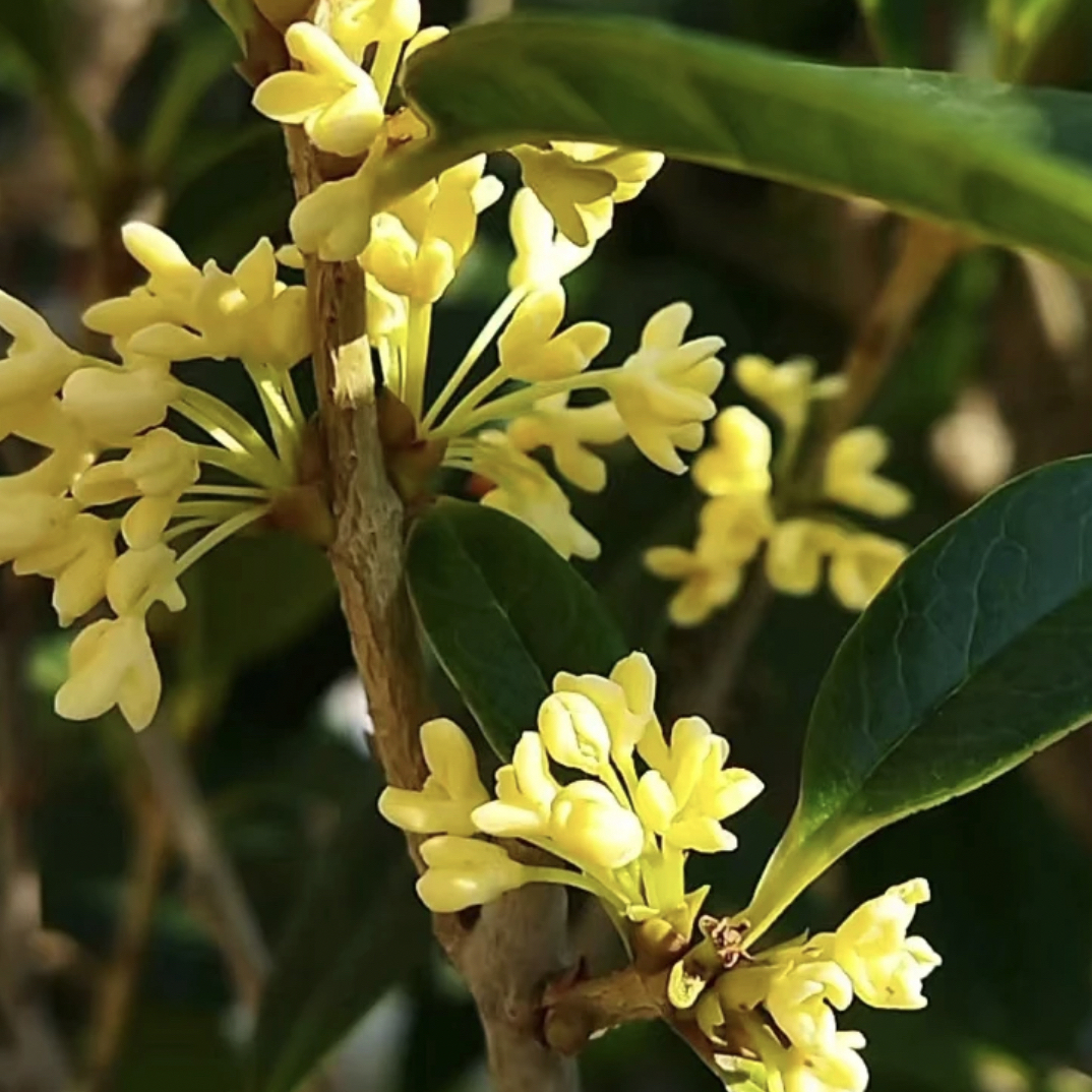 桂花村四季桂花四季常青花香四溢