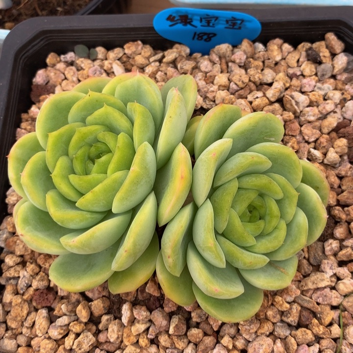 绿宝宝双头锦上园艺一物一拍