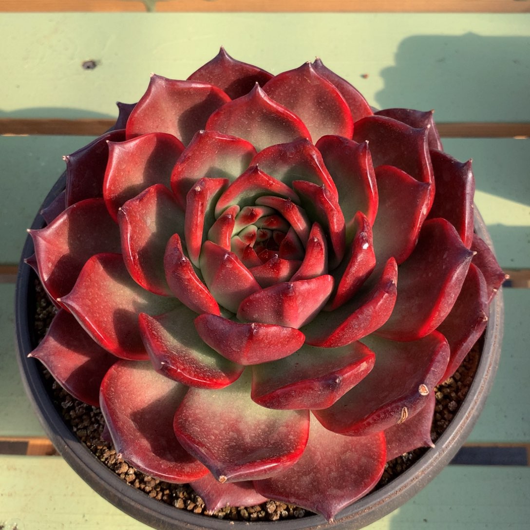 红钻精控大单头景天