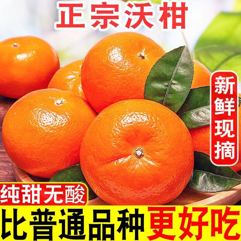 5【顺丰/京东】正宗广西武鸣沃柑香甜多汁现摘爆汁爆甜不抛光打蜡