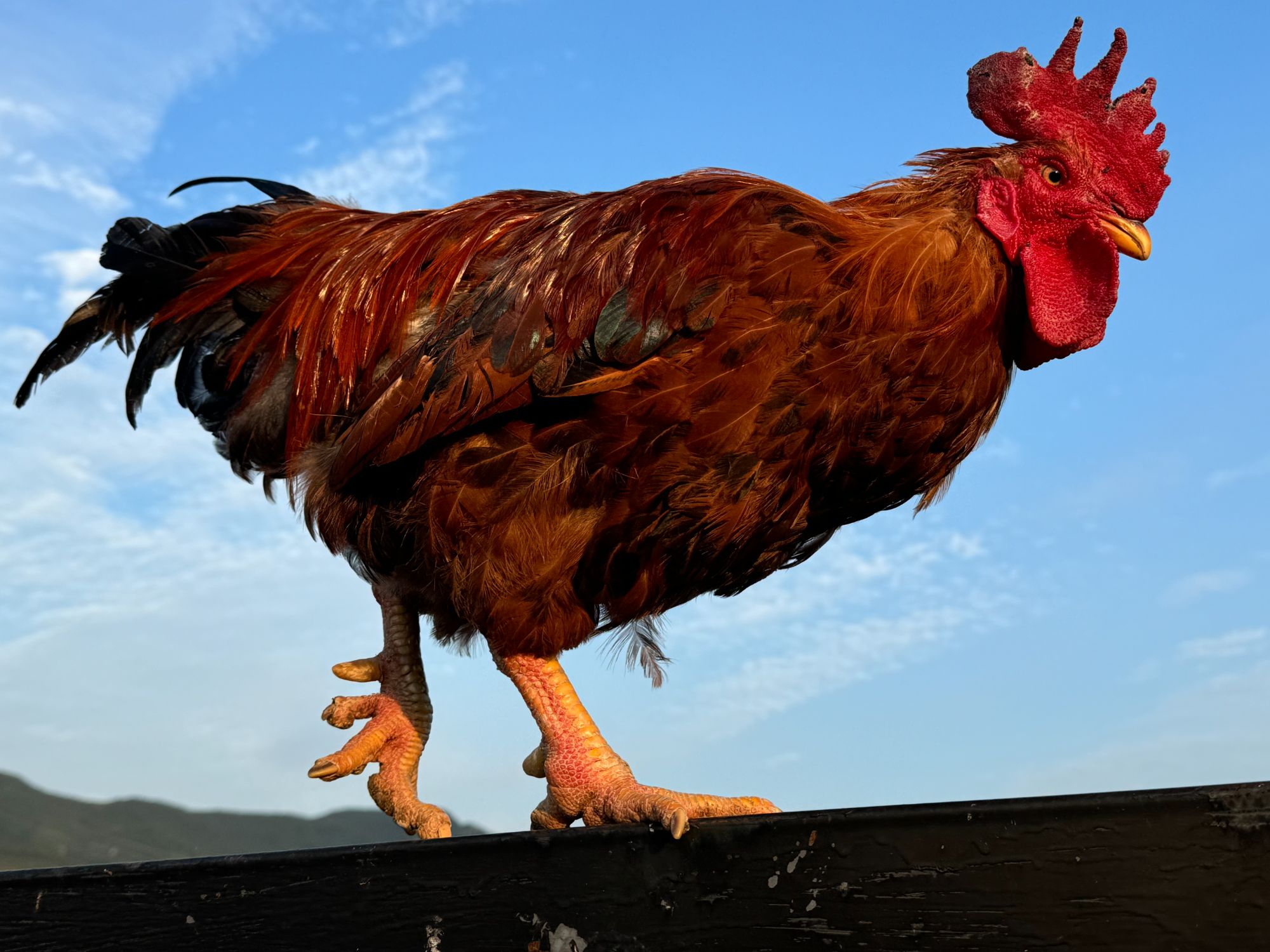 南果梨饲养16个月原生态散养鸡肉 鸡肉 溜达鸡肉 大公鸡肉