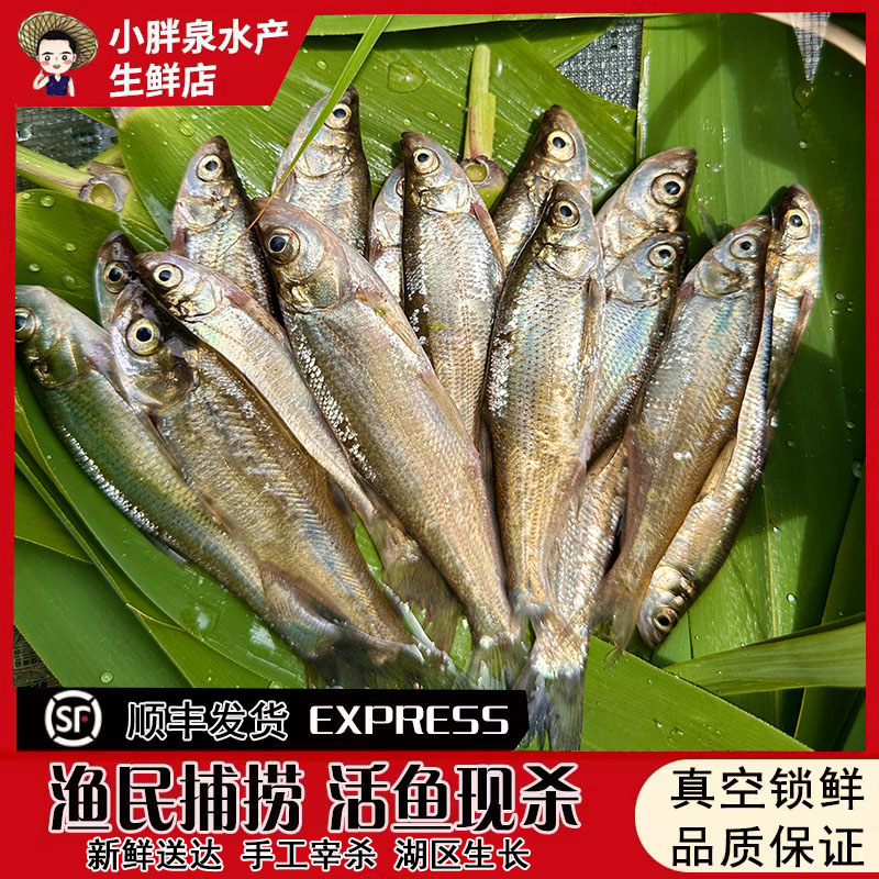 生态湖区新鲜小杂鱼河鱼鲜鱼小白条鱼小刁子鱼活鱼现杀顺丰包邮