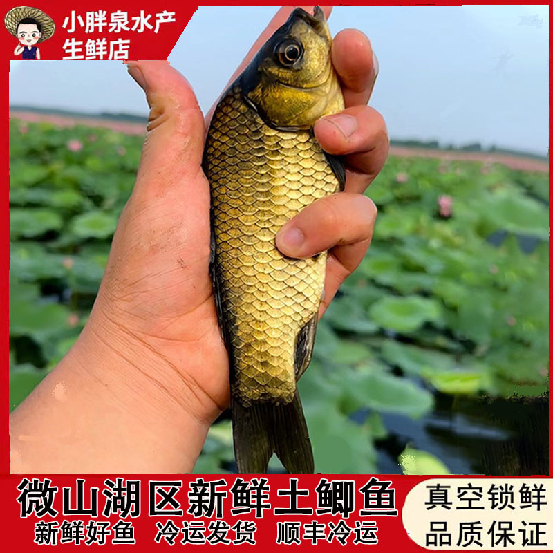 顺丰小胖泉微山湖区活鱼现杀淡水小鲫鱼土鲫鱼孕产妇下奶月子炖汤