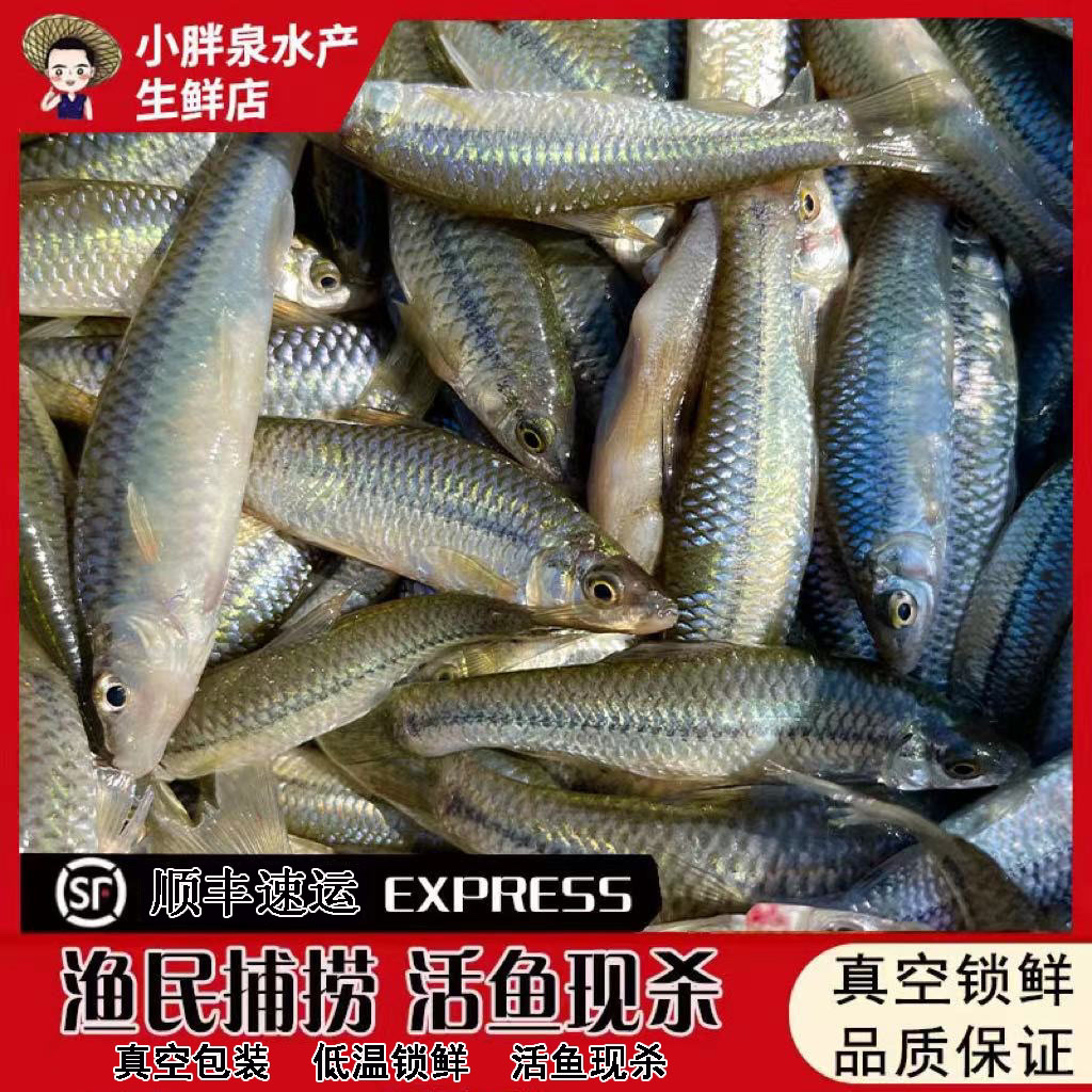 顺丰小麦穗鱼小河鱼罗汉鱼小海鱼杂鱼柳条鱼淡水鱼食新鲜活鱼现杀