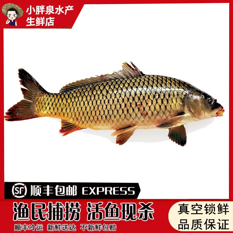 生态湖区四鼻孔鲤鱼新鲜鱼大鲤鱼原生态鱼湖区鲜鱼淡水鱼新鲜