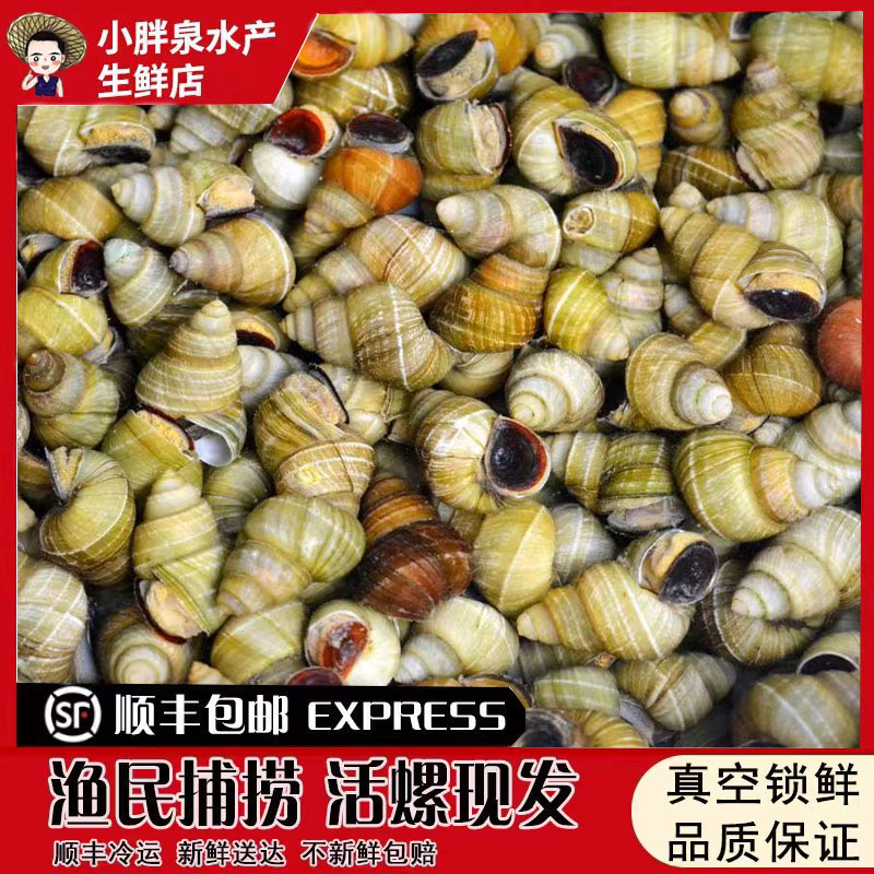 顺丰微山湖清水螺新鲜活体包活螺蛳石螺田螺螺蛳粉专用螺蛳肉饭店