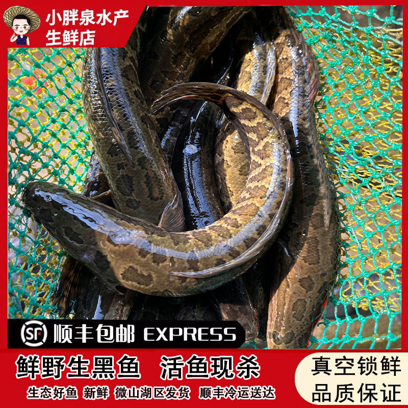 小胖泉渔民捕捞微山湖区新鲜野生黑鱼现杀酸菜黑鱼杀鱼（损耗18%）