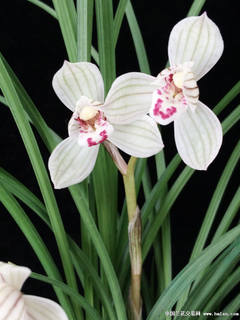 【一物一拍】莲瓣兰兰花直播专用（请不要私自下单）