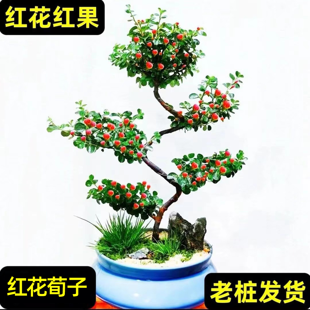 红花荀子盆景【五层五福造型】寓意好 阳台客厅 南方北方都可以养