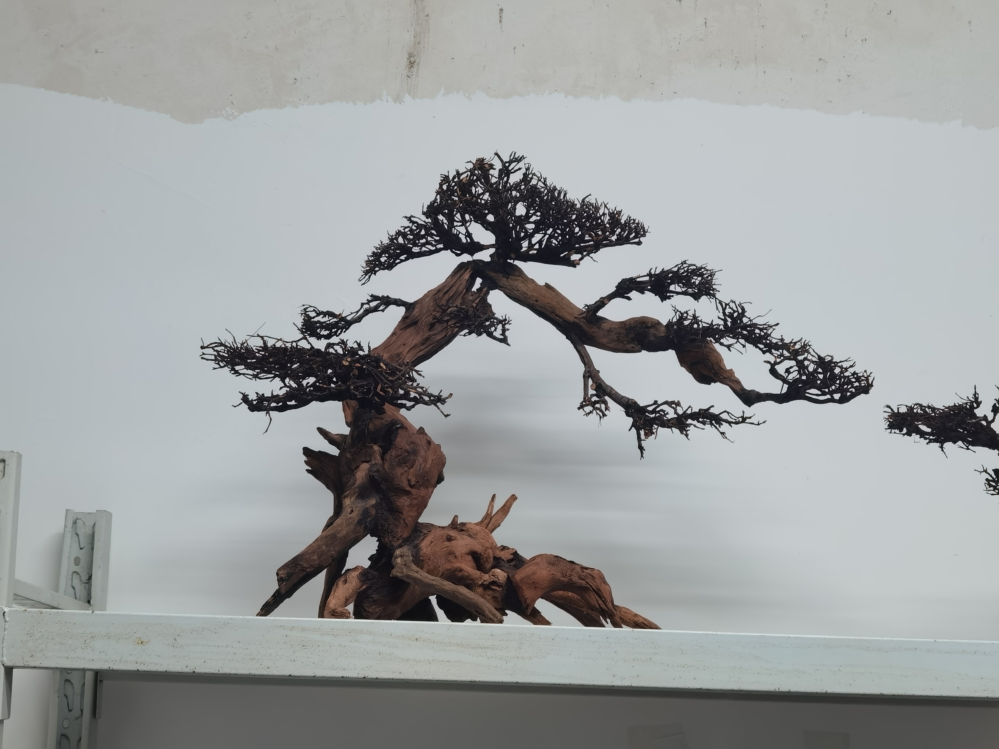 鱼缸造景  莫斯树规格 70.27.51