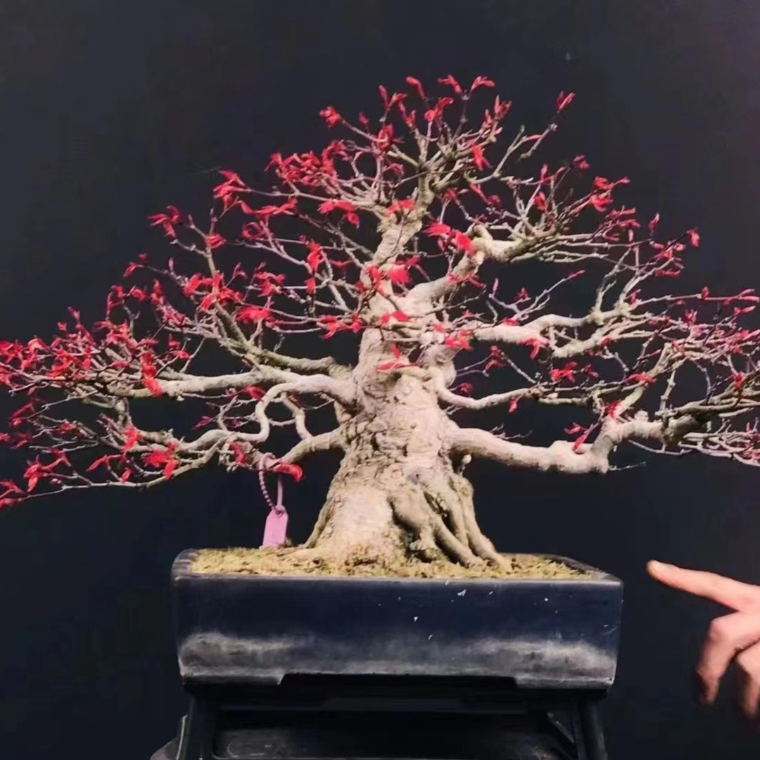 别墅庭院高档进口造型盆景枫
