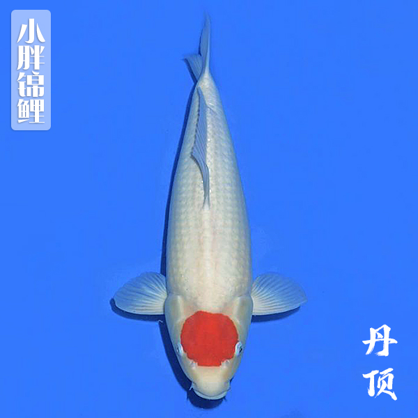 锦鲤鱼直销纯种淡水活体风水观赏鱼丹顶孔雀包活包邮进口发货饲养