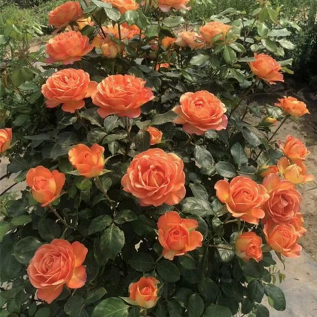 夏洛特夫人月季大花浓香阳台庭院月季蔷薇花苗爬藤四季开花特