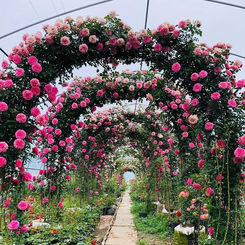 藤本【大苗】露天大苗爬藤月季浓香大花耐寒耐晒多头四季蔷薇花苗