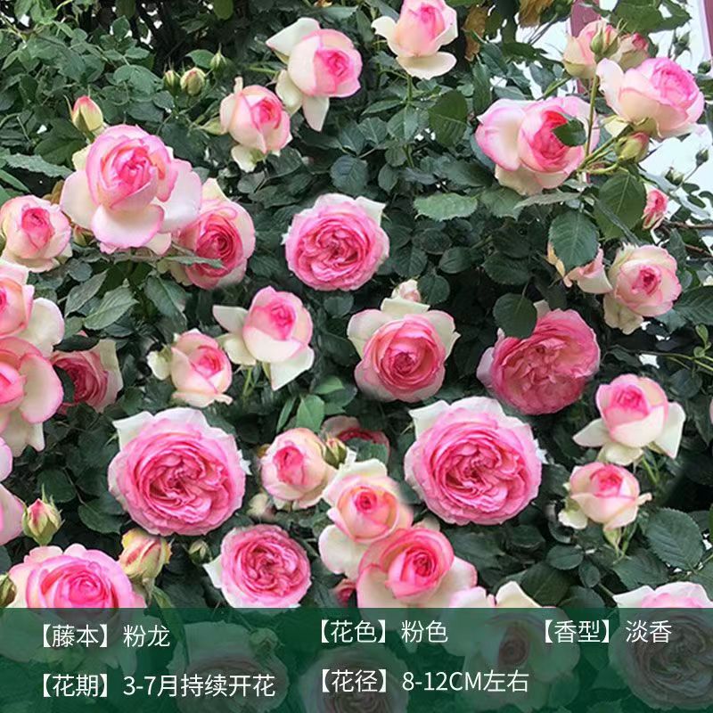 【藤本中苗】月季蔷薇花苗爬藤四季开花特大花庭院浓香玫瑰花盆栽
