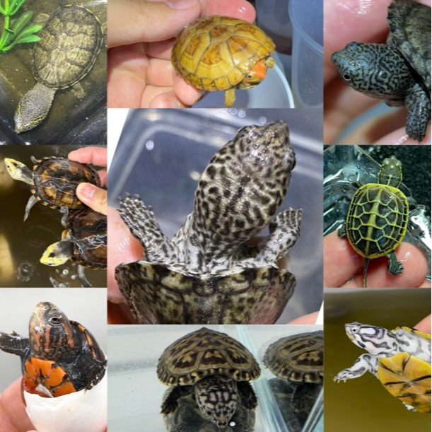 直播间选购墨西哥红面果核虎泥巨头蝎泽白唇头盔东方毛足剃刀麝香